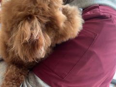 -艾贝尔宠物医院 ·内科全科(梁溪路店)