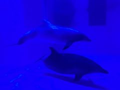 -多彩贵州城极地海洋世界