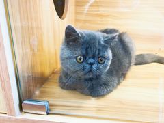 -猫十亿·布偶金渐层·曼基康矮脚猫舍(青年路店)