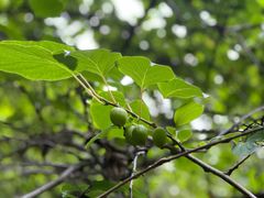 -云岫谷游猎自然风景区