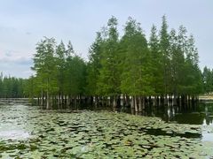 -白鹭湾湿地公园