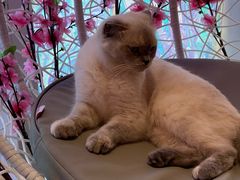 -藏猫猫咖啡主题馆(中央大道店)