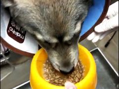 -安安宠医·安宠宠物医院