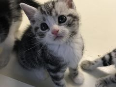 -喵zoo家庭繁育猫舍(尖东智能花园店)
