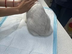 -萌兽医馆·宠物医院·猫骨科(创景店)