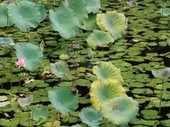 -荔湾湖公园