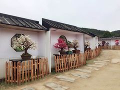 -香雪海