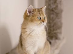 -百信宠物医院(东升街店)