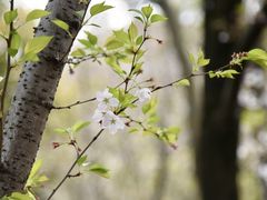 -武汉大学-樱园