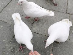 -南宫五洲植物乐园