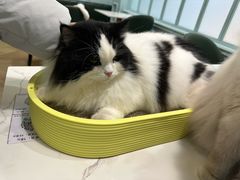 -安格丽娜·狗咖·猫咖羊驼咖(春熙路百盛商场店)