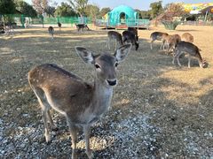 -苏州太湖西山岛开心农场