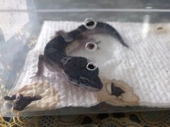 -酷以爬仙阁实体爬宠店·守宫·蜥蜴·专业繁育