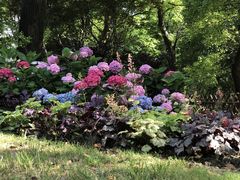 -上海共青森林公园