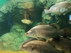 -上海海洋水族馆