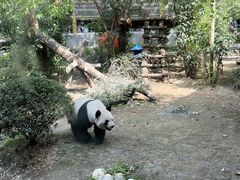 -成都动物园