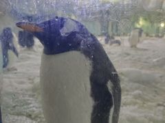 -帝企鹅自助餐厅•儿童岛•真企鹅(长隆企鹅酒店)