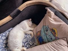 -more than meow吴止猫主题餐厅(承德 中船汇店)