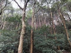 -午潮山国家森林公园
