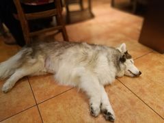 -more than meow吴止猫主题餐厅(承德 中船汇店)