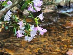 -九曲溪竹筏码头