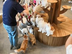 -飞行喵MR PILOT|猫舍·猫咖(静安大融城店)
