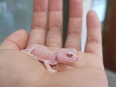 -酷以爬仙阁实体爬宠店·守宫·蜥蜴·专业繁育