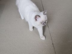 -藏猫猫咖啡主题馆(中央大道店)