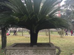 铁树-荆州博物馆
