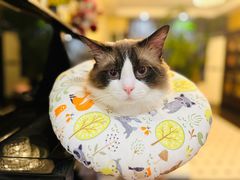 -瑞派天宁宠物医院·猫科·异宠中心