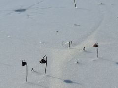 -天津东丽湖风景区
