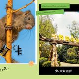 小小松鼠森林公园[胜利]