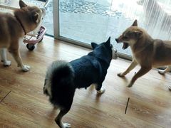 -柴犬高等学院·狗咖·柴犬售卖·宠物训练