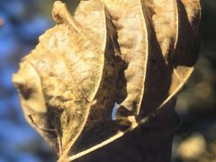 -五营红松林海景区