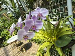 -石家庄市植物园