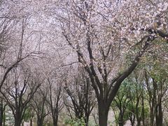 -洨河生态公园