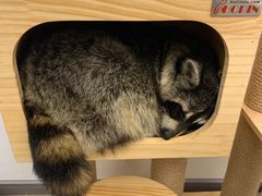 -浣熊柯尔鸭土拨鼠·电玩咖