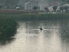 -荷兰花海
