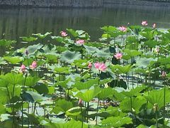 -皇家御河游(紫御湾码头)