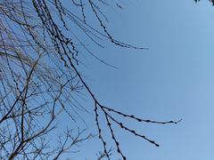 -上海吴淞炮台湾国家湿地公园