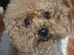 爱侣宠物医院(灵石路总店)-爱侣宠医·鹦鹉专科·小型哺乳类·异宠专科(灵石路店)