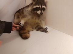 -浣熊柯尔鸭土拨鼠·电玩咖