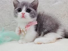 -70cat德文卷毛猫·缅因猫纯种猫舍