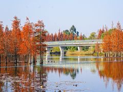 -白鹭湾湿地公园