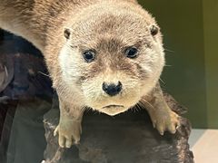 -国家自然博物馆