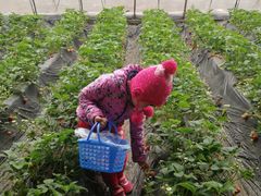 -大自然农场蔬菜草莓采摘园