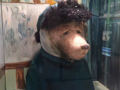 -济州岛泰迪熊博物馆