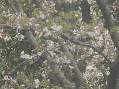 -高东镇樱花园