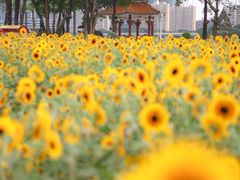 -海心沙亚运公园