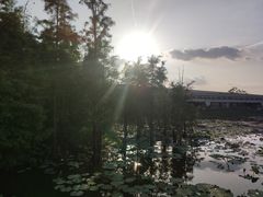 -白鹭湾湿地公园